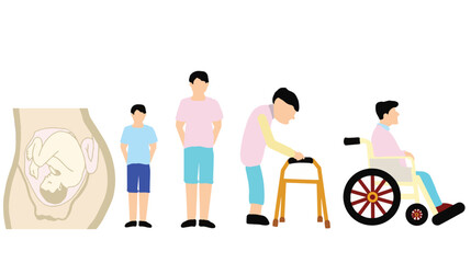 human growth vector illustration