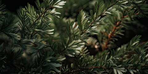 Close up of evergreen conifer fir, spruce, pine. Macro Shoot coniferous branch. Nature forest background, wallpaper. Generative ai
