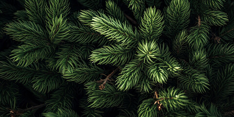 Fototapeta na wymiar Close up of evergreen conifer fir, spruce, pine. Macro Shoot coniferous branch. Nature forest background, wallpaper. Generative ai