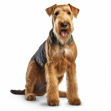 Airedale terrier dog isolated in white background, ai generated