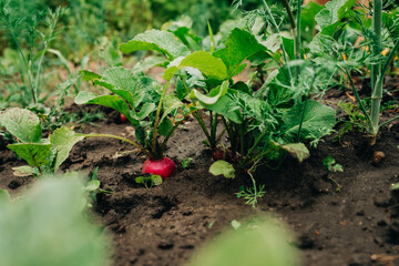 Growing organic radish in garden soil. Healthy vegetables, food background.
