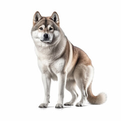 Akita dog isolated in white background, ai generated