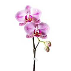 Fototapeta na wymiar Orchid transparent background, png