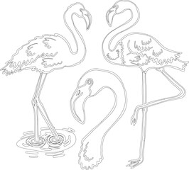 Flamingo bird vector graphic