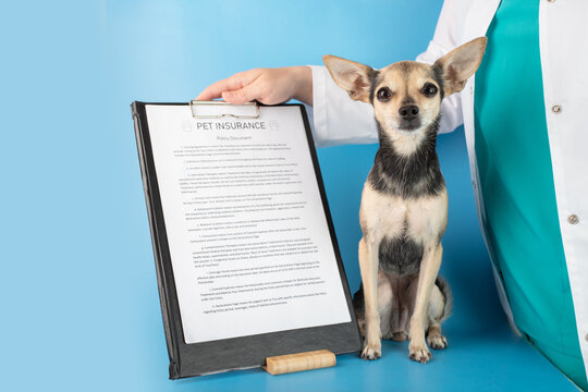 Health insurance for pets, veterinarian with happy and healthy dog and insurance policy on blue background