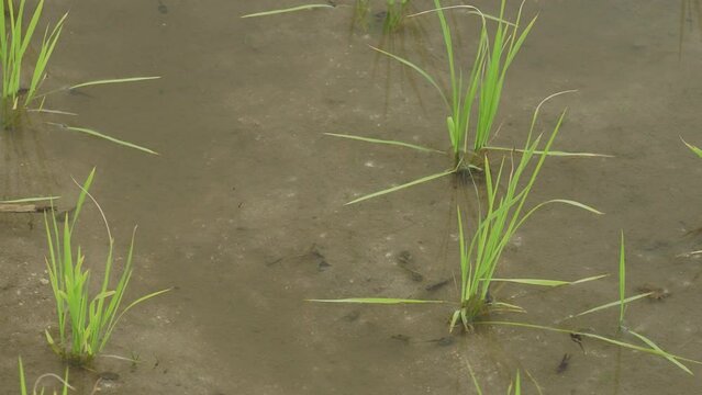 水田を泳ぎ回るカブトエビとオタマジャクシ