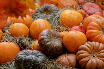 squash in straw,pumpkins autumn background,growing seasonal organic vegetables in the garden at the...