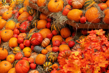 pumpkins festival,Halloween  squash,seasonal harvest of natural organic products, octoder holiday
