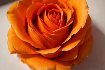 orange, rose, flower, nature, love, roses, flowers, plant, beauty, valentine