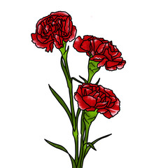 carnation