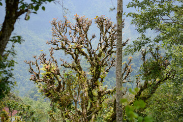 Exotic and Rare Mountain Flowers