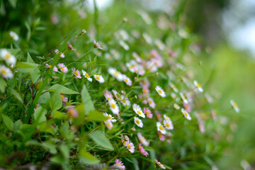 Exotic and Rare Mountain Flowers