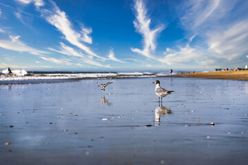 seagulls on the beach