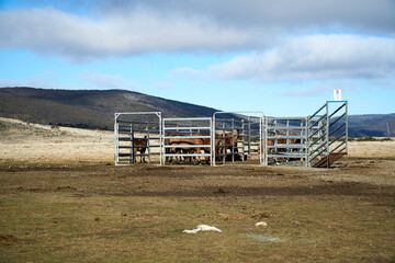 Portable metal stockyards in Kosciuszko National Park to contain Feral wild Horses known as Brumbies 