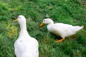 Two white geese on green grass. Free-range poultry, duck breeding.