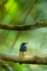 Blue-capped rock thrush Monticola cinclorhyncha