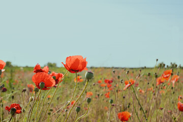 Red poppy flowers in the field. Meadow of wildflowers with poppies against the sky summer. Banner. Side view.