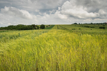 Rosnące zboże z przebijającymi się kwiatami © pinus25