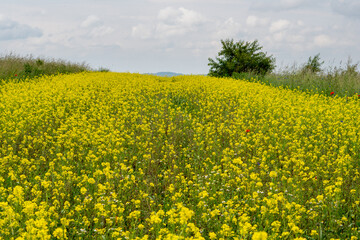 Rosnące zboże z przebijającymi się kwiatami © pinus25