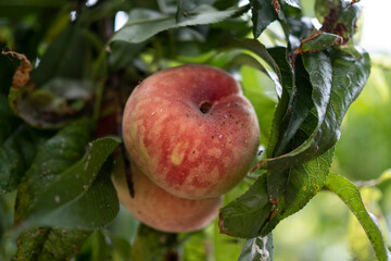 Agriculture and fruit trees of the botanical garden of Valencia