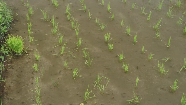 水田を泳ぎ回るカブトエビとオタマジャクシ