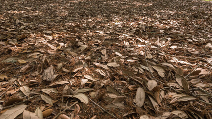 Autumn Leaves and Moss on the ground. Park Area.