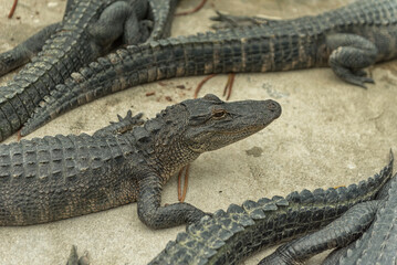 Alligators in Everglades Alligator Farm. Florida. USA
