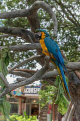 Colorfull Parrot in Tree. Tampa. Florida. USA