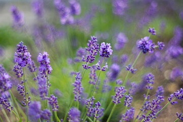 Fototapeta premium lavender flowers in the garden