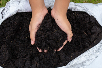 Hand of child holding soil mixing coconut dust to prepare for cultivation from plastic bag in the...