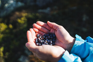 Women's hands hold a handful of fresh blueberries, fresh blueberries harvested in nature, natural...