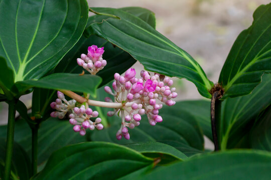 Purple flower of sakae naa or medinilla myriantha merr bloom with sunlight in the garden.
