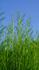 Obraz premium Dogfennel and sky