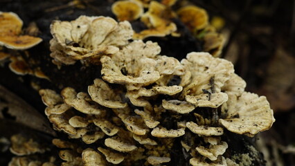 Stereum hirsutum on a tree