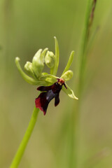 Ophrys mouche (Ophrys insectifera)