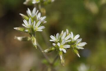C&eacute;raiste agglom&eacute;r&eacute; (Cerastium glomeratum)