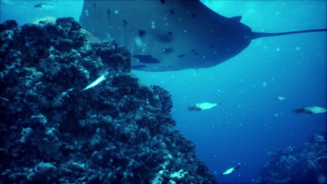 magnificent manta ray cruises above a breathtaking coral garden in the warm waters of a tropical ocean