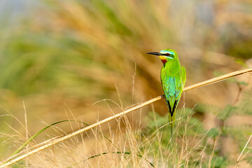 Blue-cheeked bee-eater (Merops persicus)