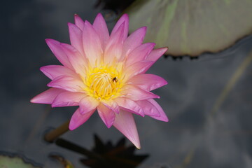 Lotus flowers greenery water of natural beauty