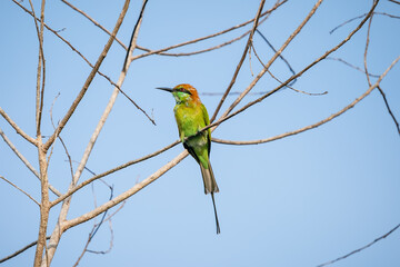 Green Bee-Eater, Little Green bee-eater, Merops Orientalis