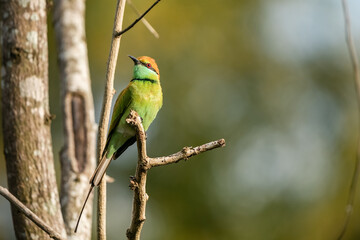 Green Bee-Eater, Little Green bee-eater, Merops Orientalis
