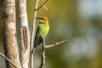 Green Bee-Eater, Little Green bee-eater, Merops Orientalis