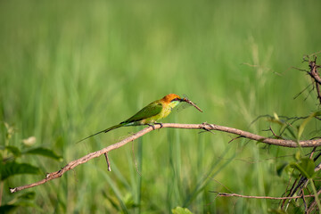 Green Bee-Eater, Little Green bee-eater, Merops Orientalis