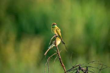 Green Bee-Eater, Little Green bee-eater, Merops Orientalis
