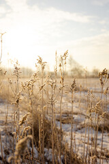 Suche trawy na łące / dary Grass on the feld © Marcin