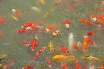 Colorful decorative fish float in an artificial pond, view from above