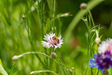 Honey bee on a pink flower