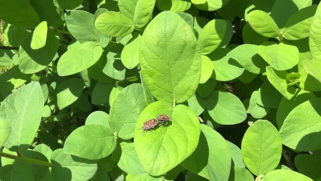 Insects of the family Coreidae on green leaves of bush of Blue honeysuckle, Lonicera caerulea - real time. Close-up shots in its natural habitat. 