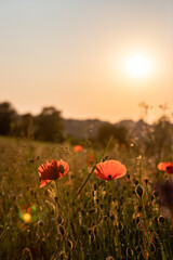 Blooming poppy in the wild in the fields of Maastricht during sunset. The photo is taken against the sun with sunbeams behind the flower head giving a special golden effect.