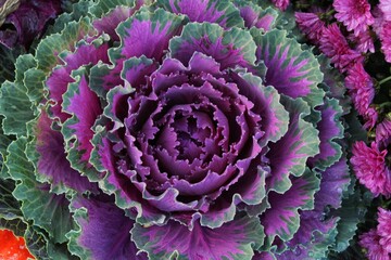 Close-up of fresh plant leaves decorative purple cabbage Brassica oleracea. Organic vegetable healthy eating concept. Autumn harvesting. Vegan food. Agriculture gardening, growing and bio farming